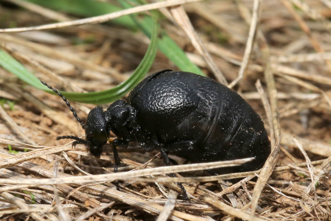 Meloe rugosus Marsham, 1802 (femelle)