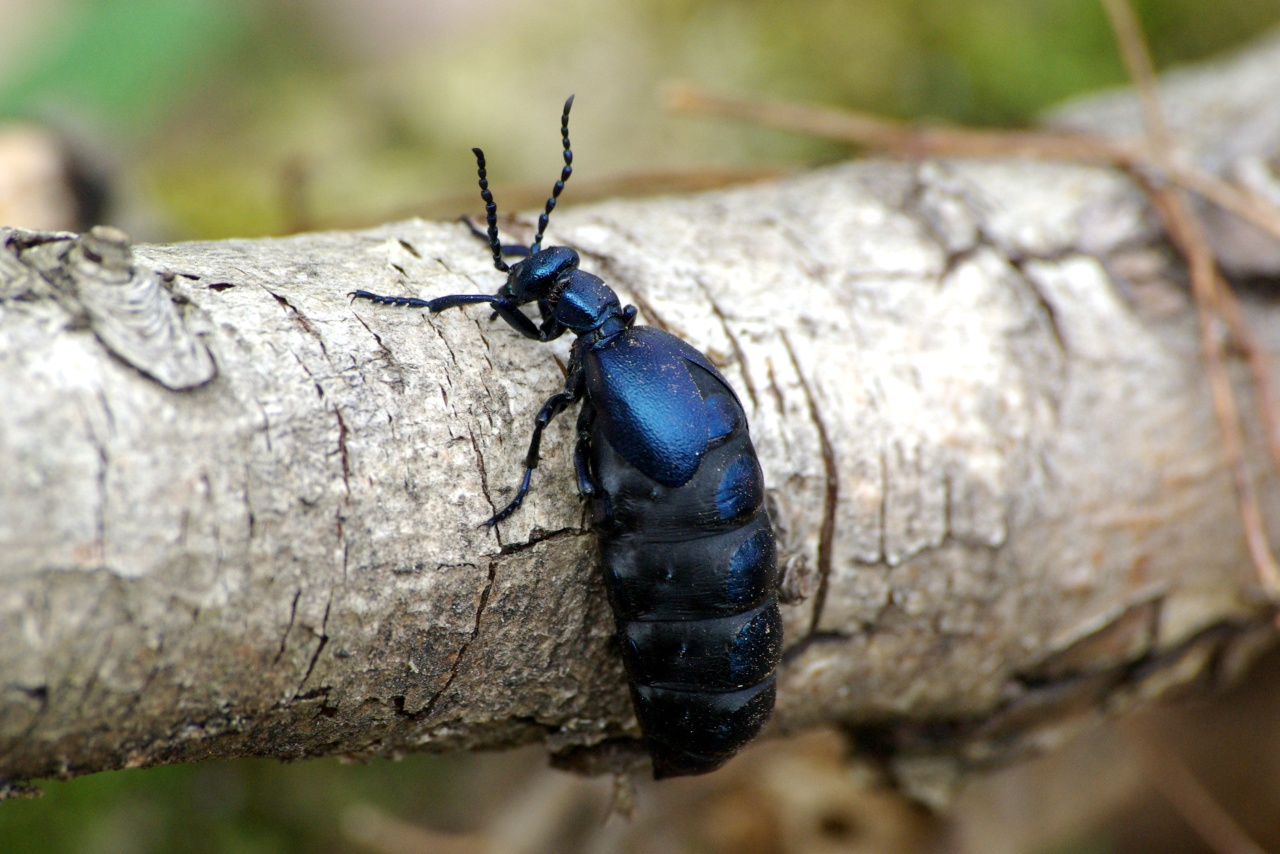 Meloe violaceus Marsham, 1802 - Méloé violet (femelle)