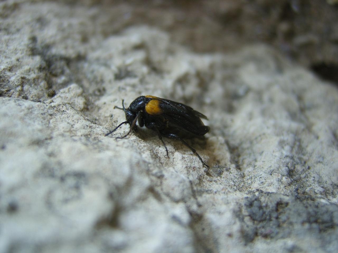 Sitaris muralis (Forster, 1771) - Cantharide à bande jaune