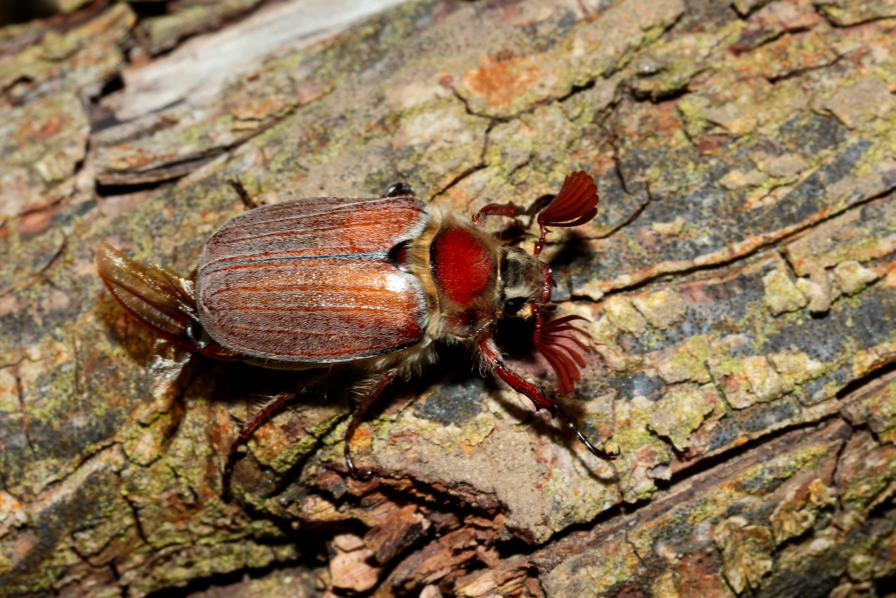 Melolontha hippocastani  Fabricius, 1801 - Hanneton forestier (mâle)