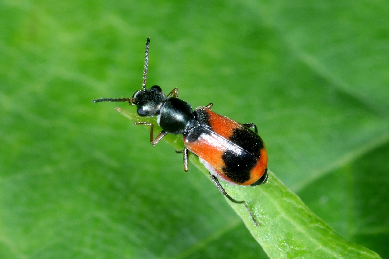 Anthocomus equestris (Fabricius, 1781)