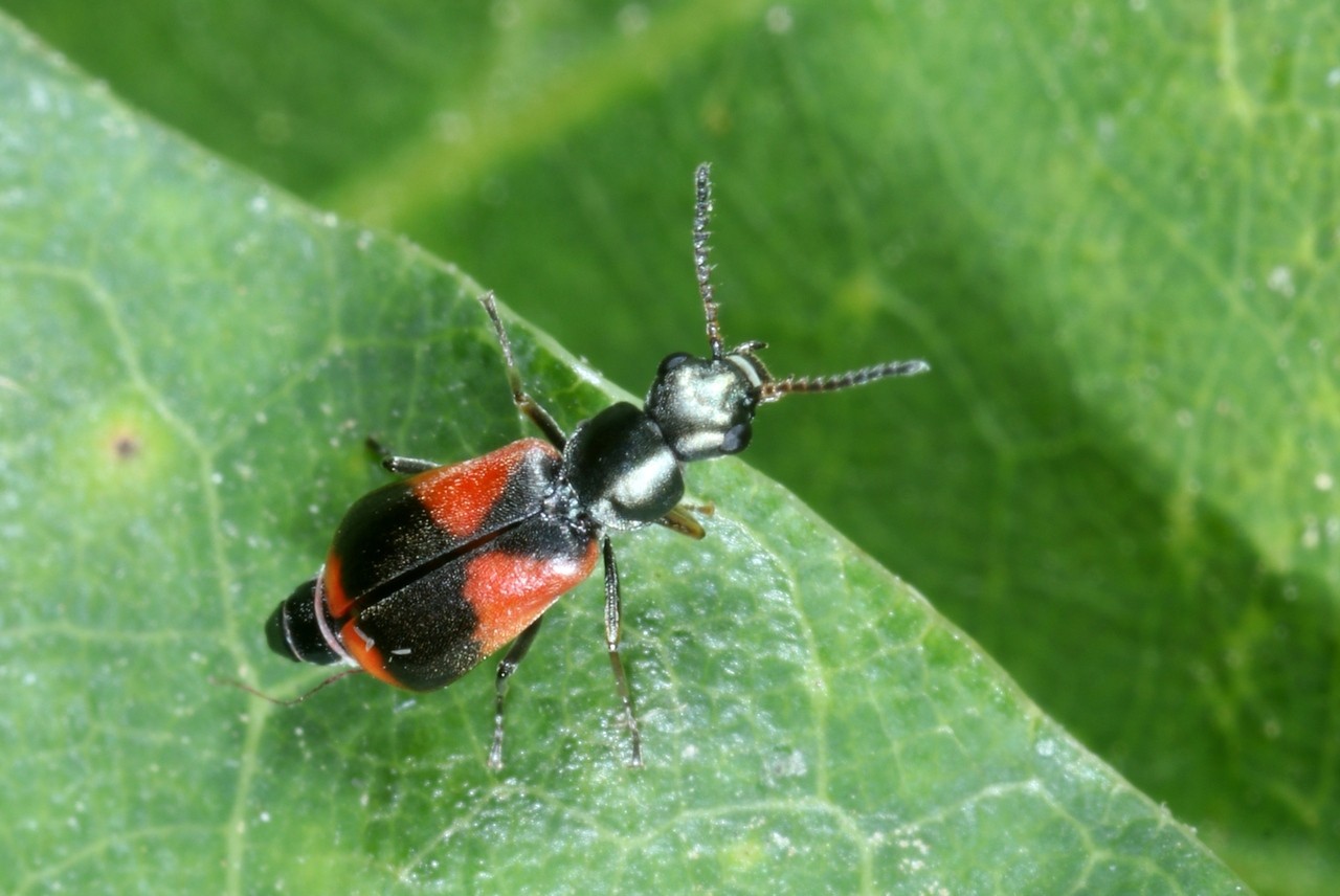 Anthocomus equestris (Fabricius, 1781) (femelle)