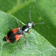 Anthocomus equestris (Fabricius, 1781) (femelle)