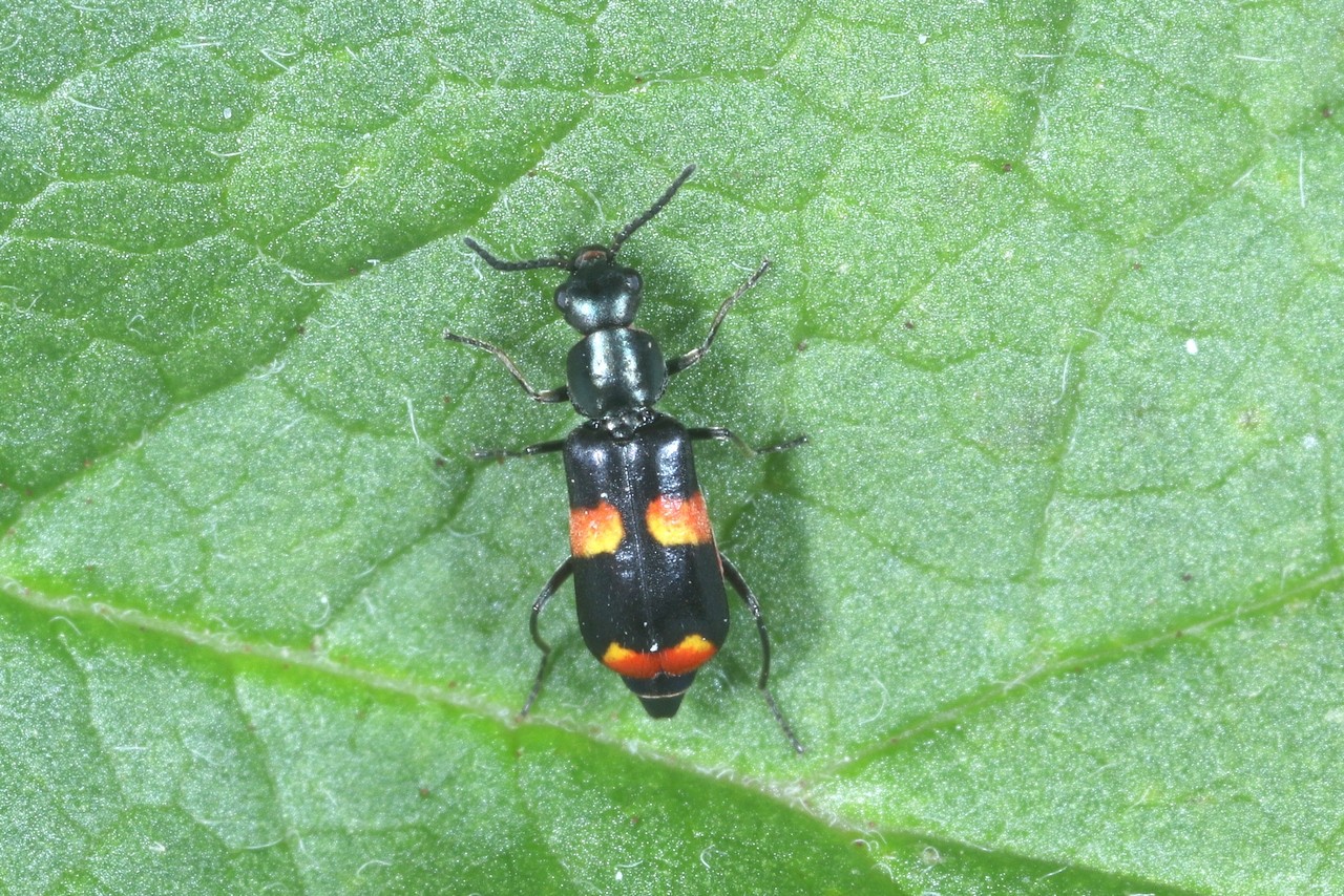 Anthocomus fasciatus (Linnaeus, 1758)