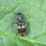 Anthocomus fasciatus (Linnaeus, 1758)