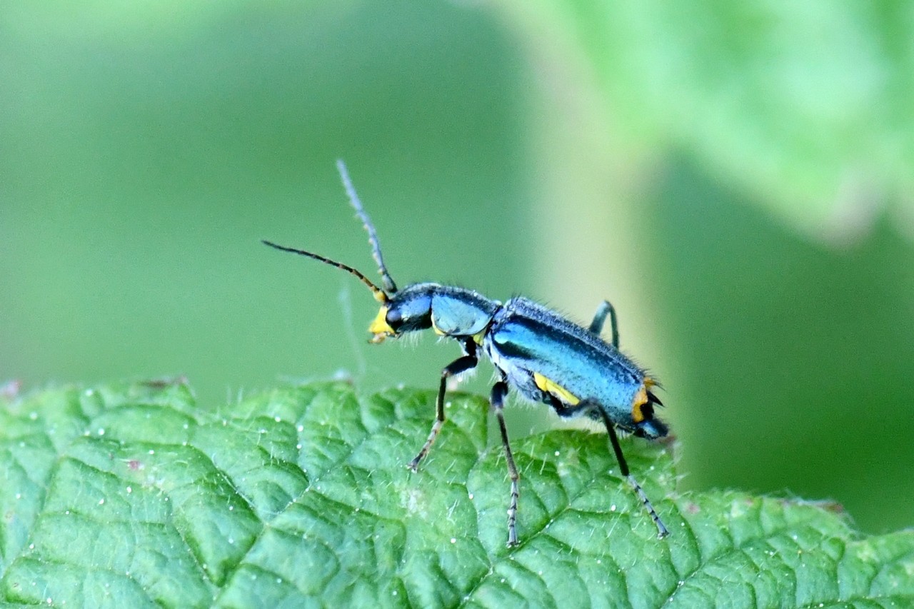 Clanoptilus elegans (Olivier, 1790) - Malachie élégante (mâle) 