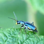 Clanoptilus elegans (Olivier, 1790) - Malachie élégante (mâle) 