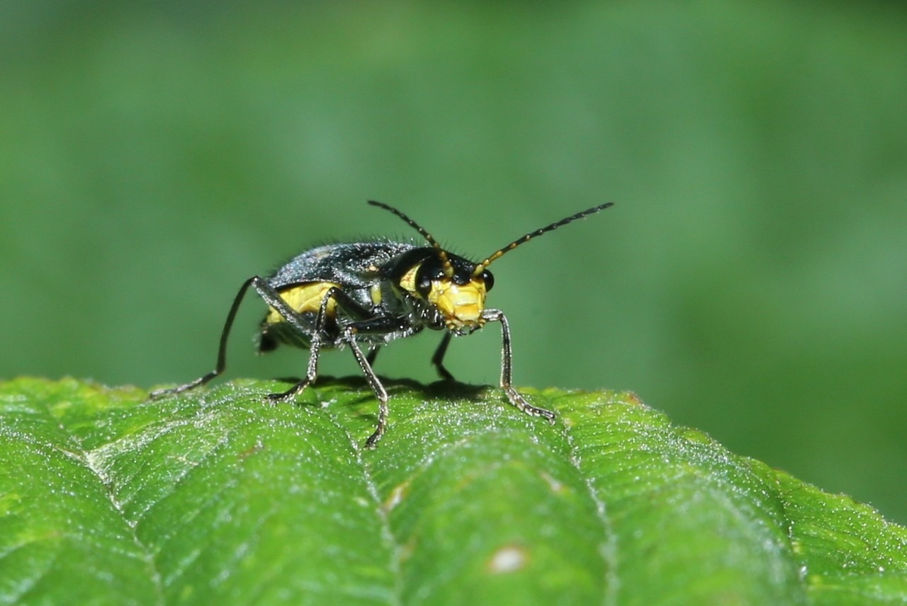 Clanoptilus elegans (Olivier, 1790) - Malachie élégante (femelle)