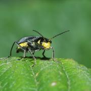 Clanoptilus elegans (Olivier, 1790) - Malachie élégante (femelle)