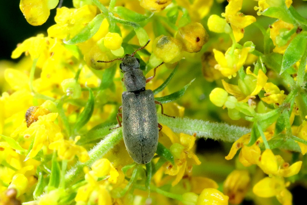 Danacea pallipes (Panzer, 1793)