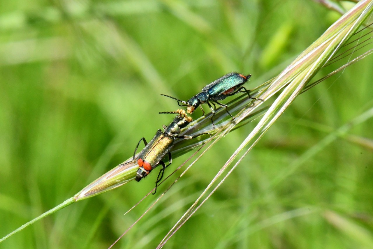 Malachius bipustulatus (Linnaeus, 1758) - Malachie à deux points