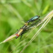 Malachius bipustulatus (Linnaeus, 1758) - Malachie à deux points