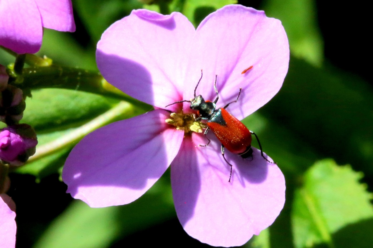 Malachius scutellaris Erichson, 1840