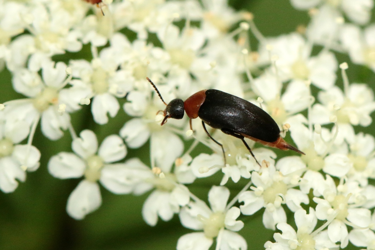 Mordellochroa abdominalis (Fabricius, 1775)