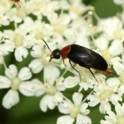 Mordellochroa abdominalis (Fabricius, 1775)