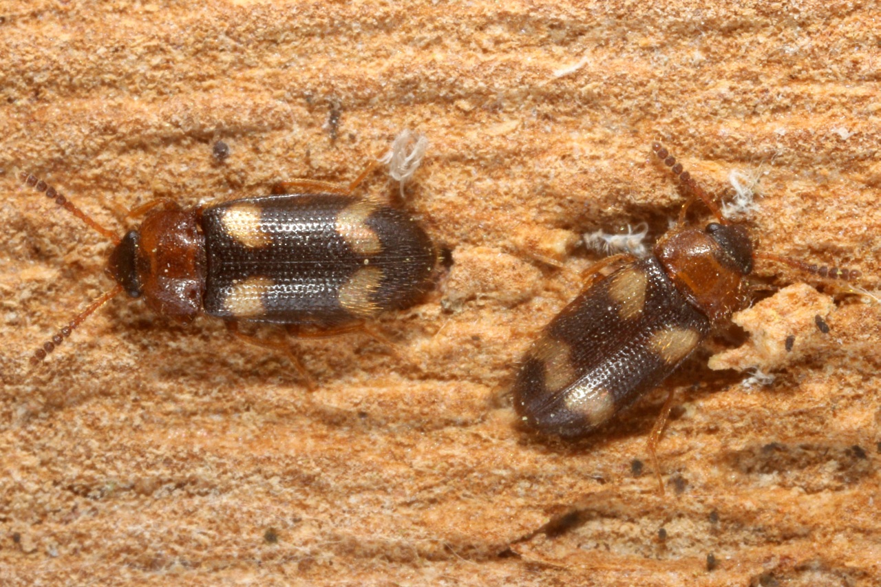 Mycetophagus fulvicollis Fabricius, 1792