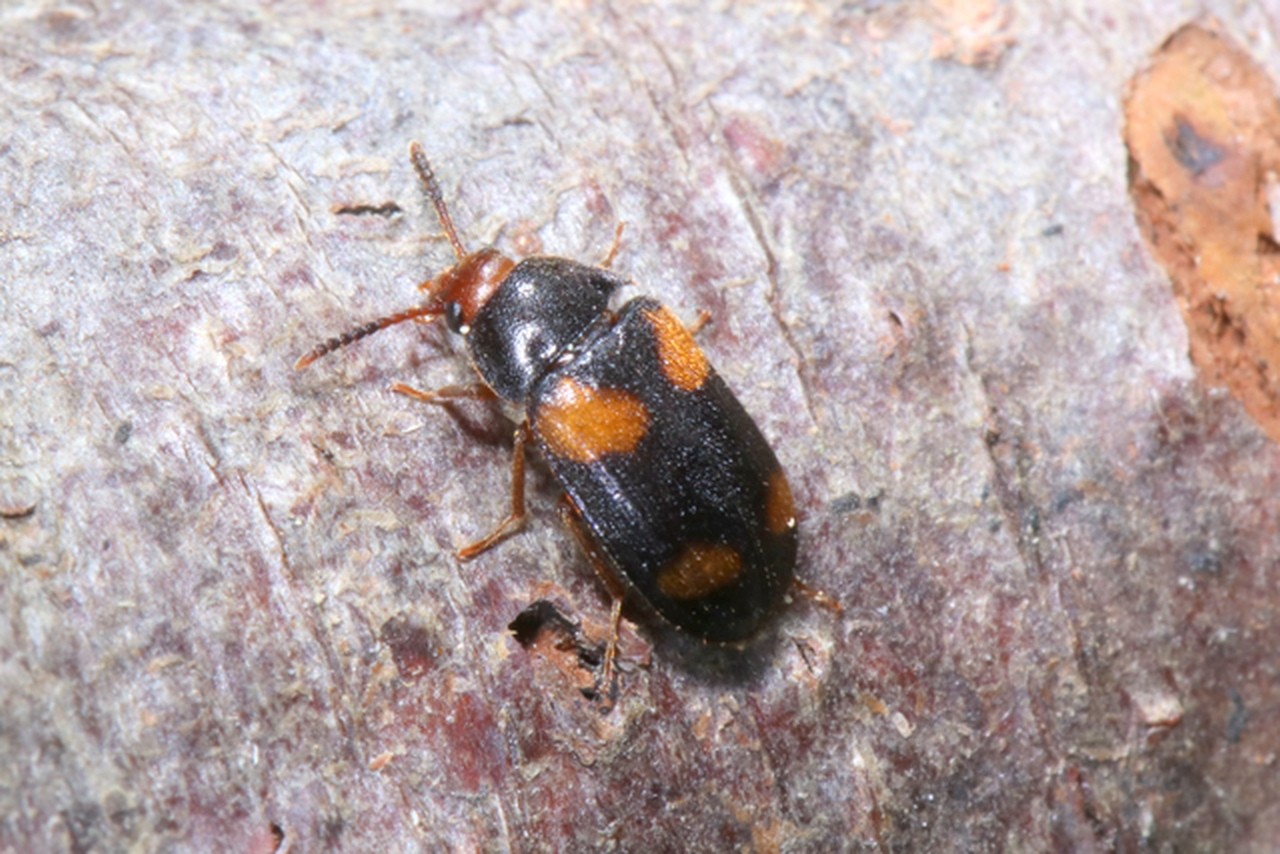 Mycetophagus quadripustulatus (Linnaeus, 1760)