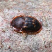 Amphotis marginata  (Fabricius, 1781) (position de protection)