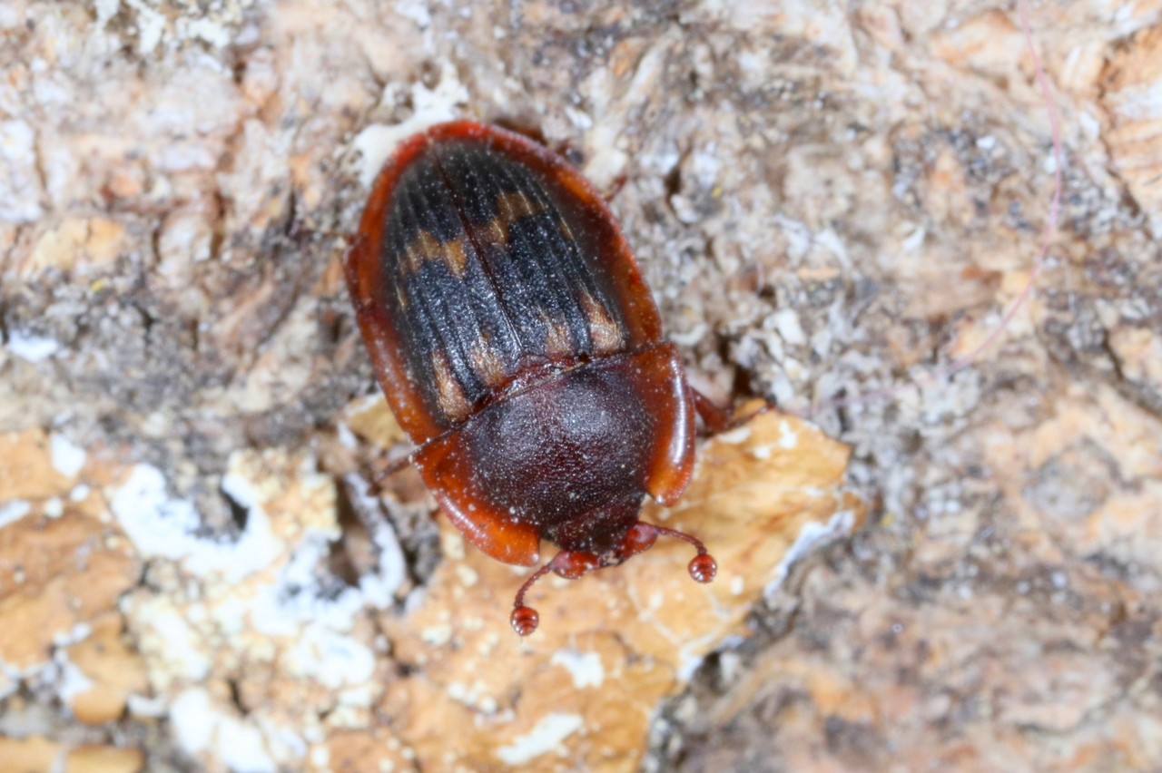 Amphotis marginata (Fabricius, 1781)