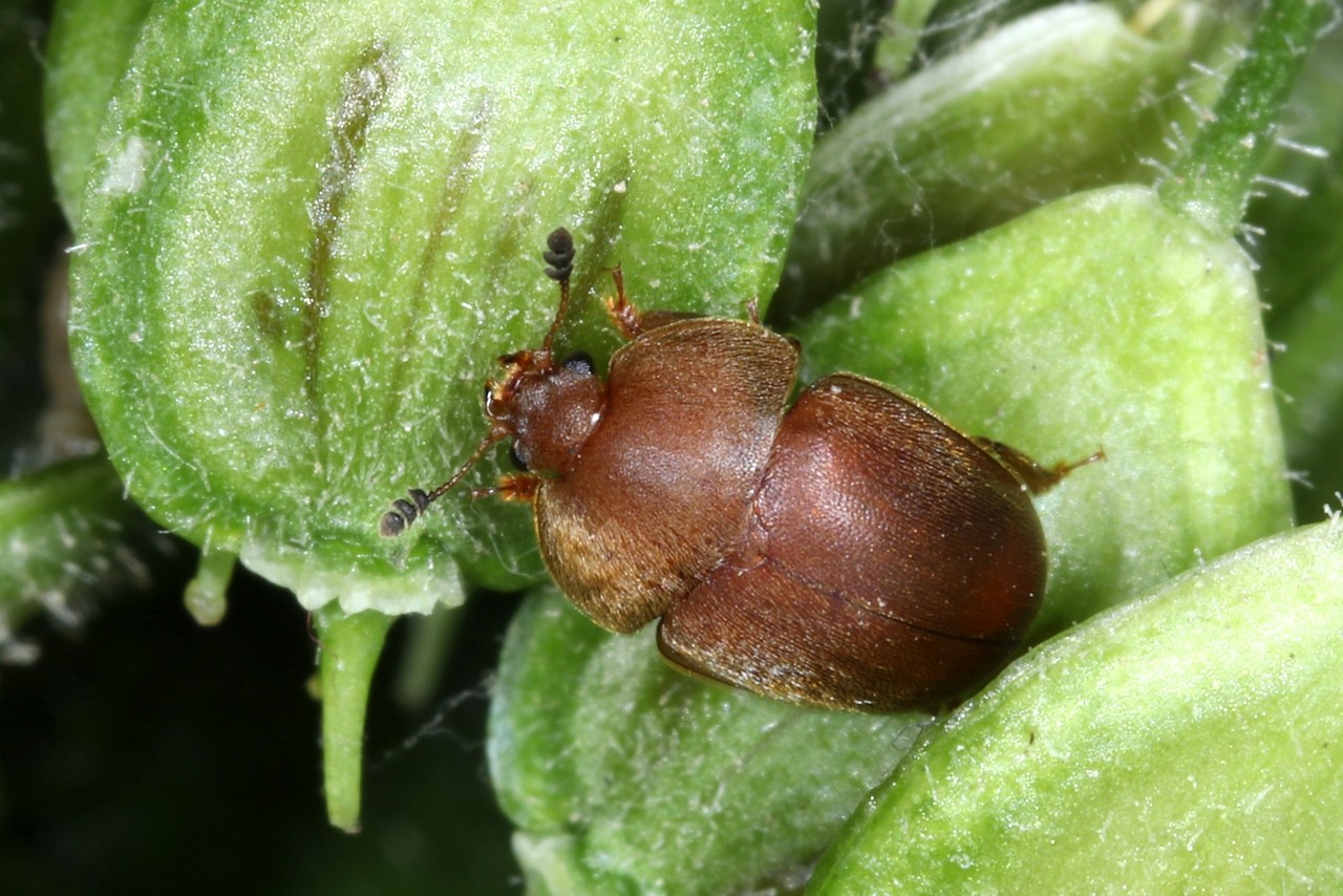 Cychramus luteus (Fabricius, 1787)