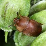 Cychramus luteus (Fabricius, 1787)