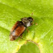 Epuraea melanocephala (Marsham, 1802)