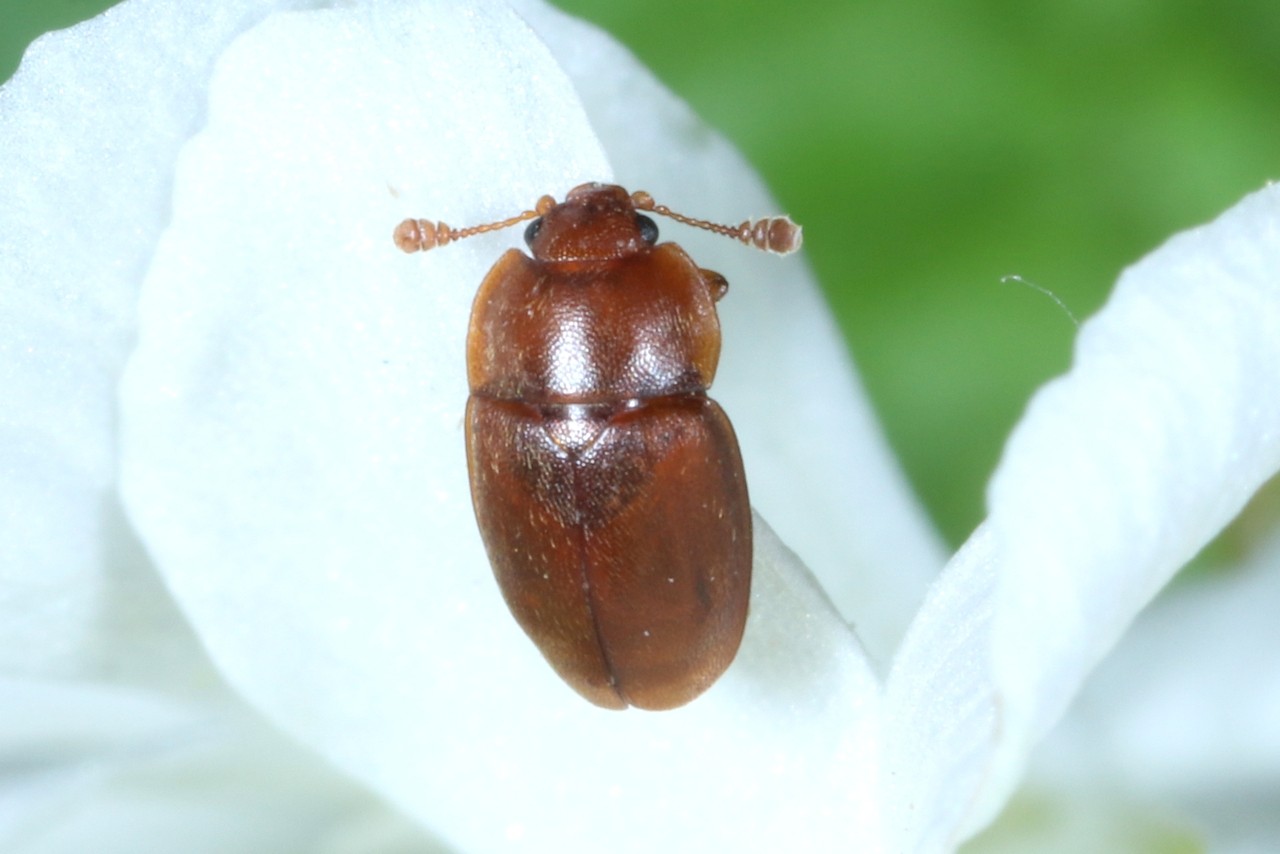 Epuraea sp 