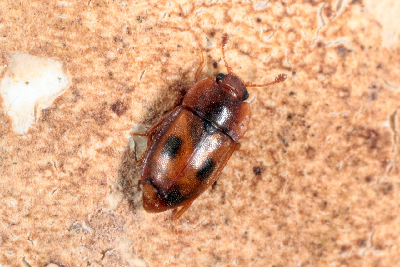 Epuraea variegata (Herbst, 1793)