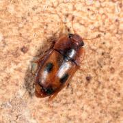 Epuraea variegata (Herbst, 1793)