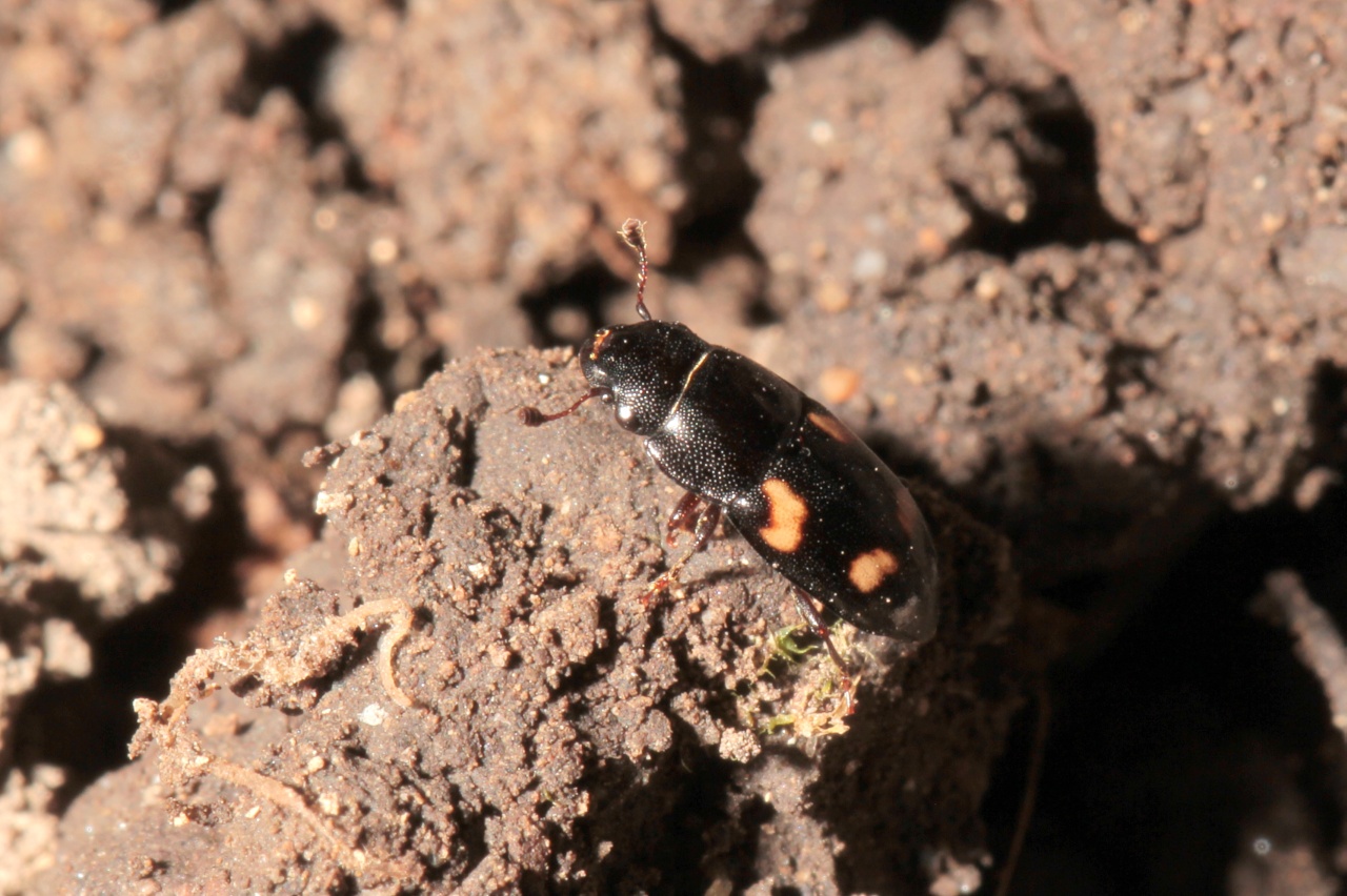 Glischochilus quadrisignatus (Say, 1835)