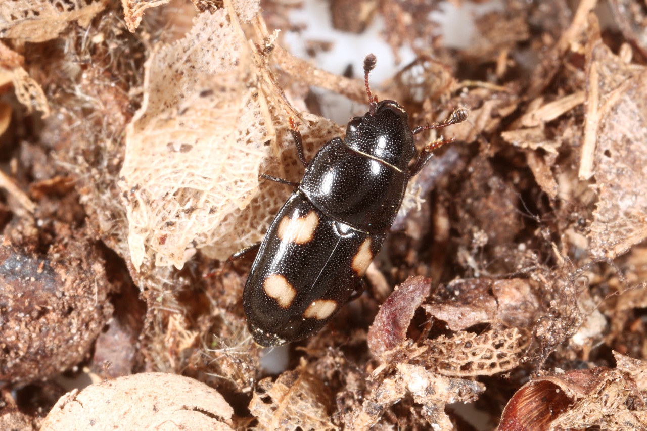 Glischrochilus quadrisignatus (Say, 1835)