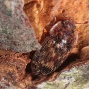 Soronia grisea (Linnaeus, 1758)