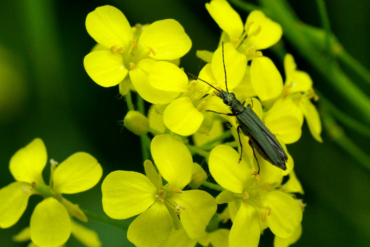 Oedemera nobilis (Scopoli, 1763) - Oedémère noble (femelle)