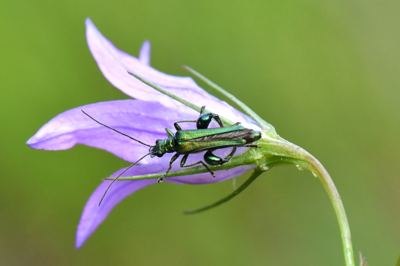 Oedemera nobilis (Scopoli, 1763) - Oedémère noble (mâle)