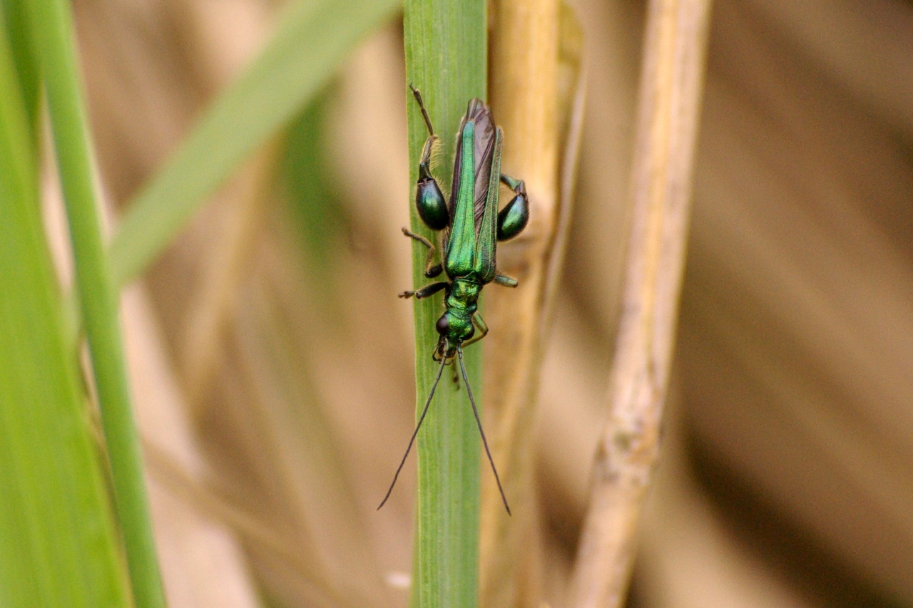 Oedemera nobilis (Scopoli, 1763) - Oedémère noble (mâle)