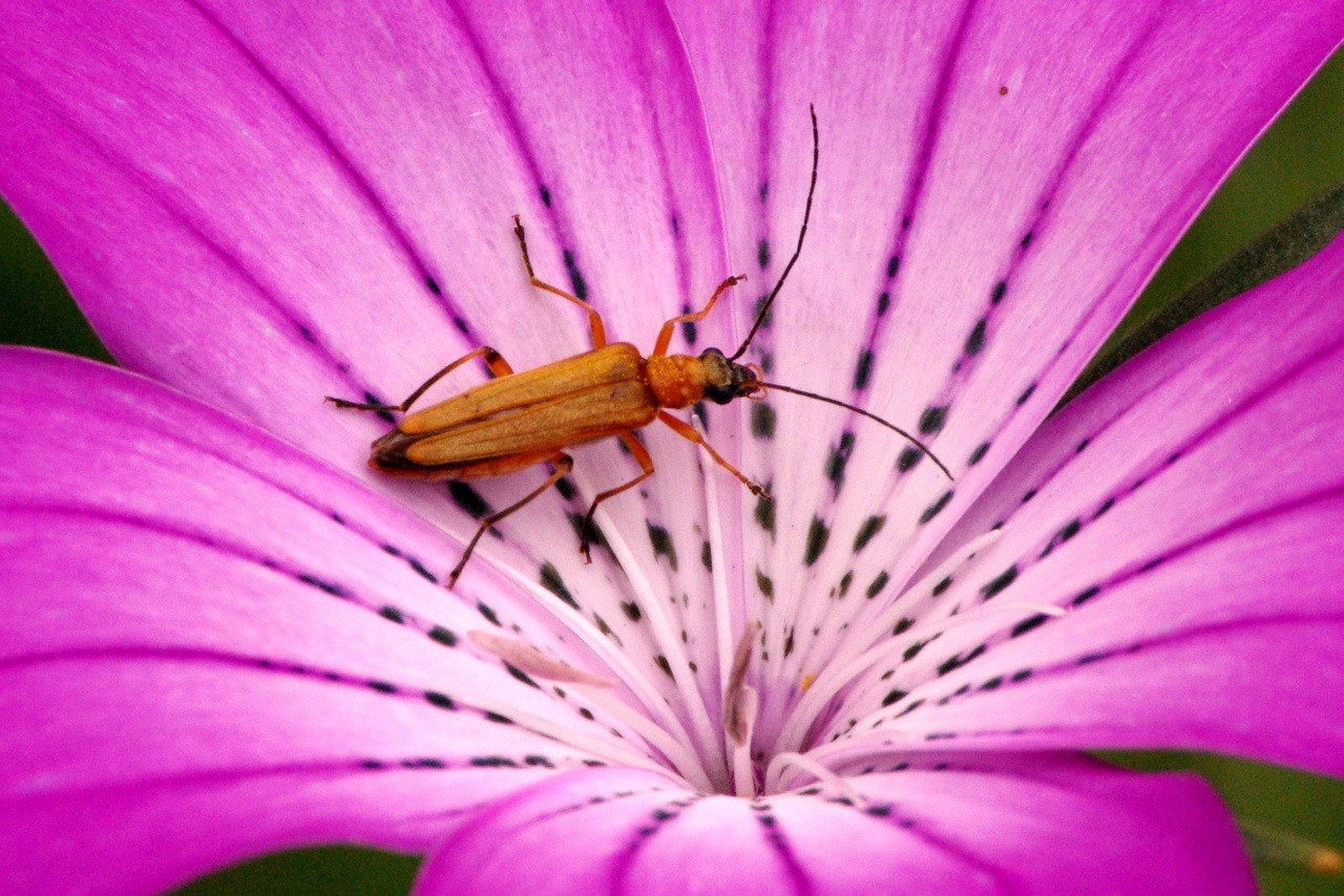 Oedemera podagrariae (Linnaeus, 1767) - Oedémère ochracée (femelle)