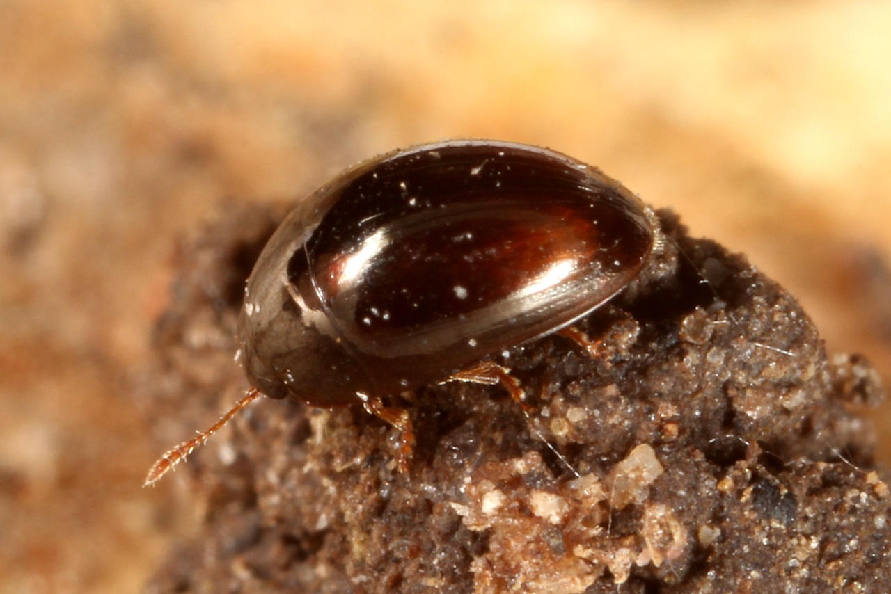 Olibrus bicolor (Fabricius, 1792)