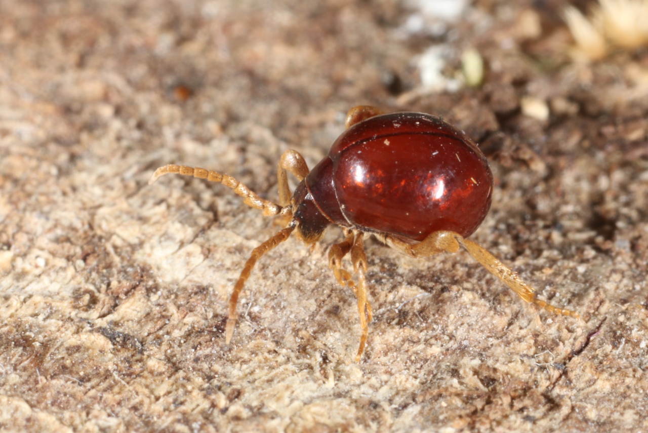 Gibbium psylloides (Czenpinski, 1778) - Ptine sphérique, Ptine bombé