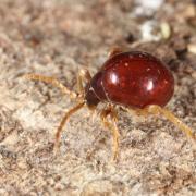 Gibbium psylloides (Czenpinski, 1778) - Ptine sphérique, Ptine bombé