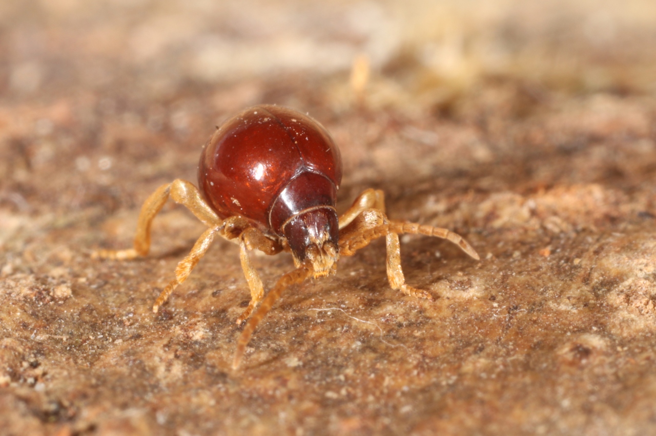 Gibbium psylloides (Czenpinski, 1778) - Ptine sphérique, Ptine bombé