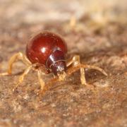 Gibbium psylloides (Czenpinski, 1778) - Ptine sphérique, Ptine bombé