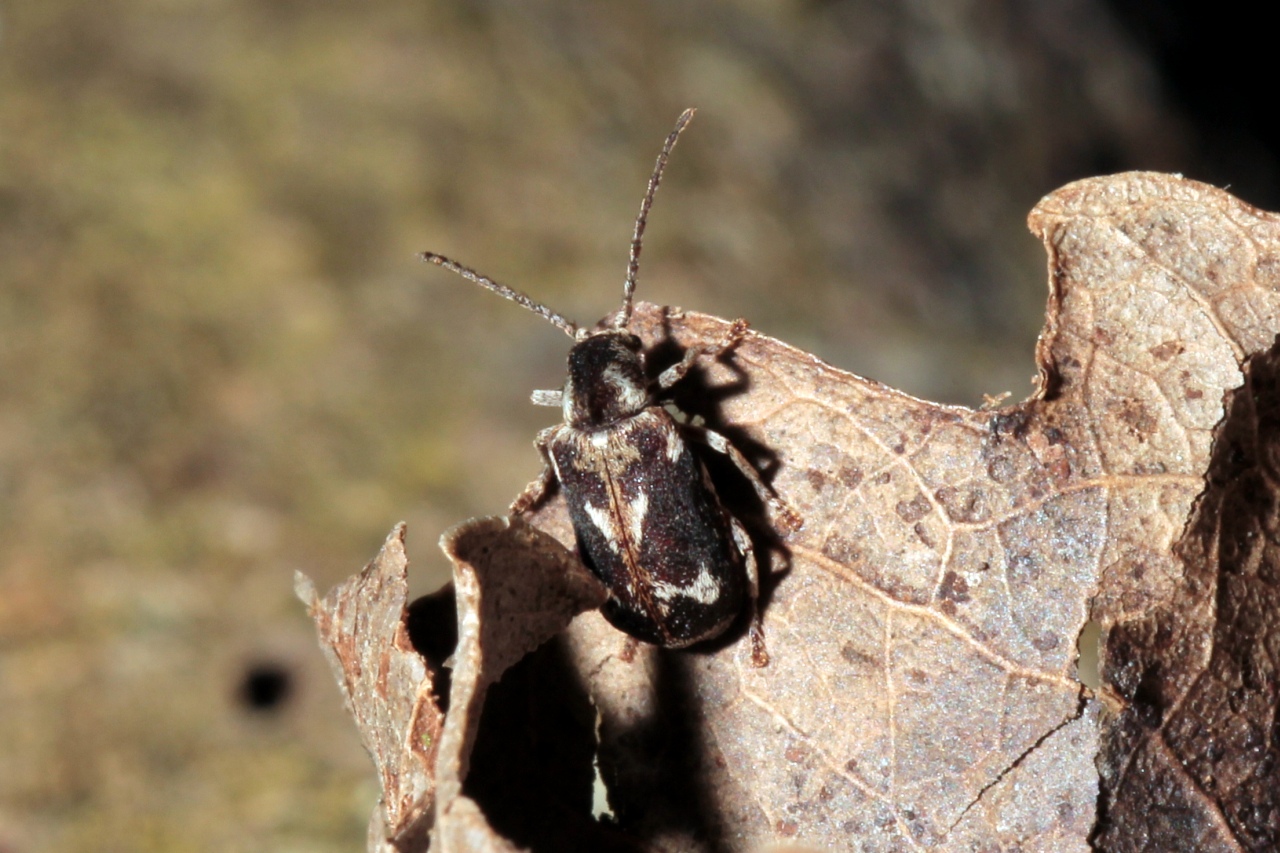 Ptinomorphus imperialis (Linnaeus, 1767) - Ptine impérial, Hédobie impériale