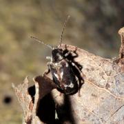 Ptinomorphus imperialis (Linnaeus, 1767) - Ptine impérial, Hédobie impériale