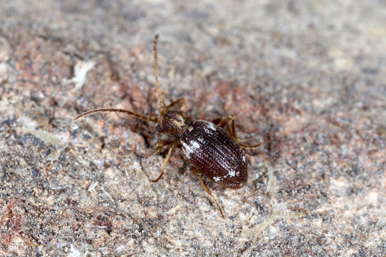 Ptinus fur (Linnaeus, 1758) - Ptine voleur, Ptine bigarré (femelle)