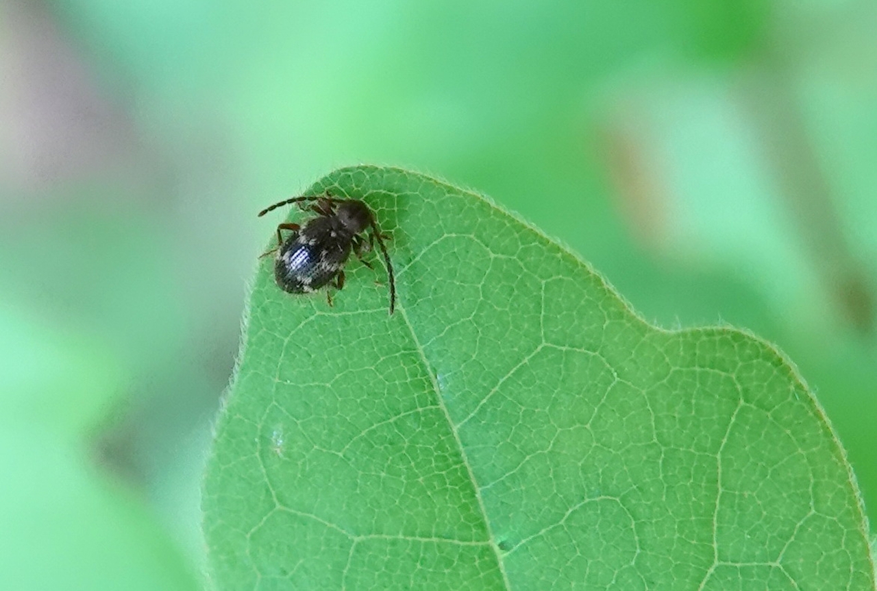 Ptinus rufipes Olivier, 1790 - Ptine rufipède (femelle)