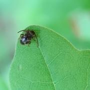 Ptinus rufipes Olivier, 1790 - Ptine rufipède (femelle)