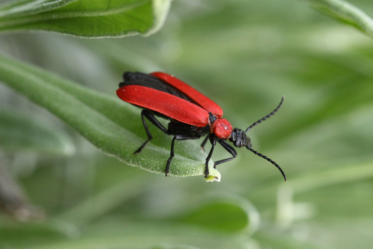 Pyrochroa coccinea (Linnaeus, 1760) - Cardinal, Pyrochore écarlate (femelle)