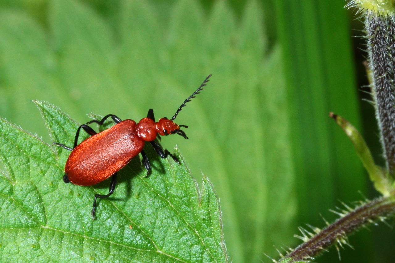 Pyrochroa serraticornis (Scopoli, 1763) - Cardinal à tête rouge (mâle)