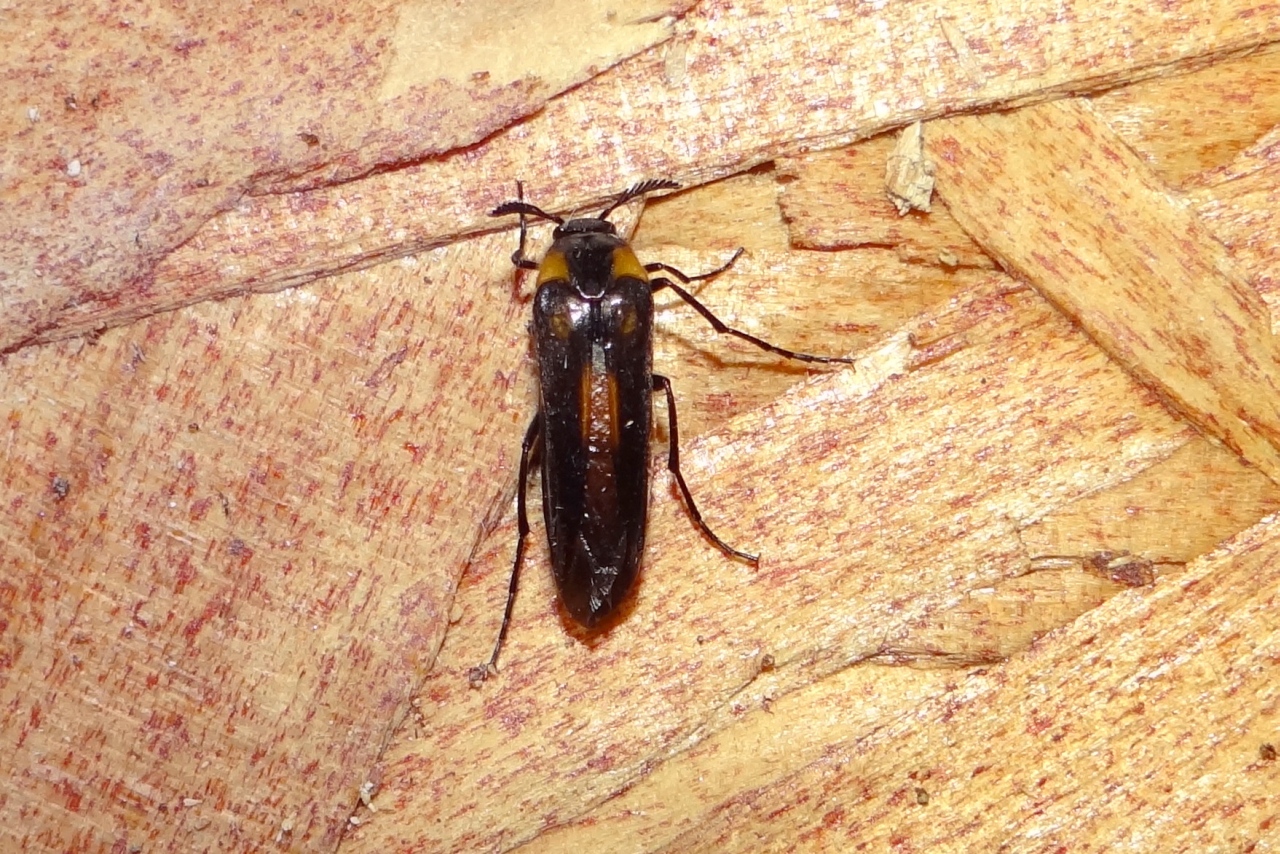 Metoecus paradoxus (Linnaeus, 1760) - Métèque paradoxal