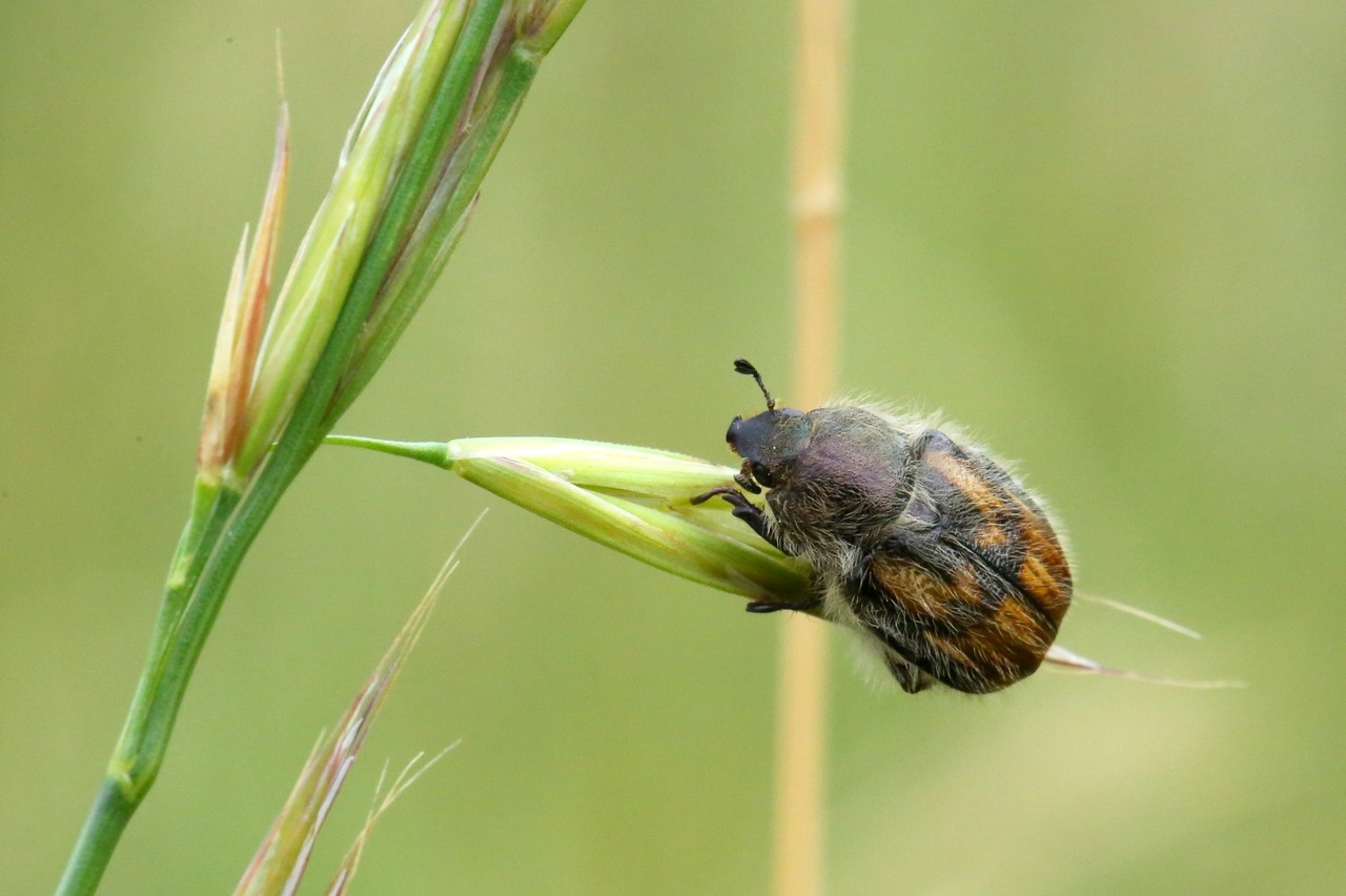 Anisoplia villosa (Goeze, 1777)